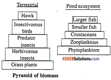 2nd PUC Biology Question Bank Chapter 14 Ecosystem 1