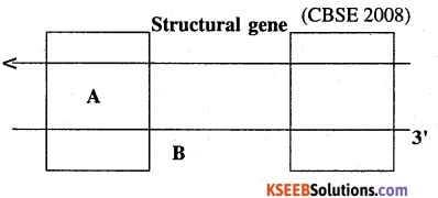 2nd PUC Biology Question Bank Chapter 6 Molecular Basis of Inheritance 11