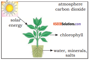 KSEEB Solutions for Class 5 EVS Chapter 1 Living World 6