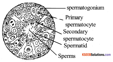 2nd PUC Biology Model Question Paper 2 with Answers – KSEEB Solutions