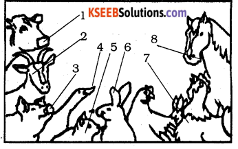 KSEEB Solutions for Class 4 English Chapter 10 Additional Activities 87