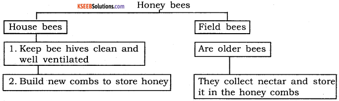 KSEEB Solutions for Class 6 English Prose Chapter 3 How do Bees Make Honey 10