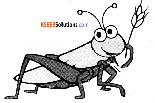 KSEEB Solutions for Class 6 English Prose Chapter 5 A Chat with a Grasshopper 1
