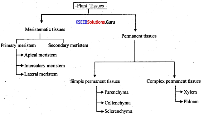 1st PUC Biology Question Bank Chapter 6 Anatomy of Flowering Plants.1
