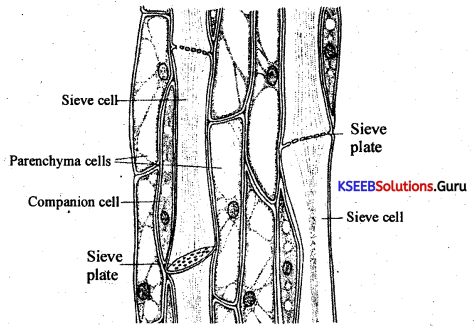 1st PUC Biology Question Bank Chapter 6 Anatomy of Flowering Plants.7