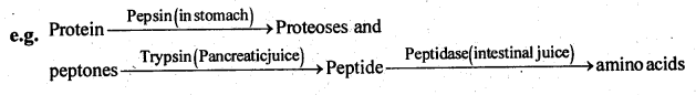 1st PUC Biology Question Bank Chapter 9 Biomolecules 2