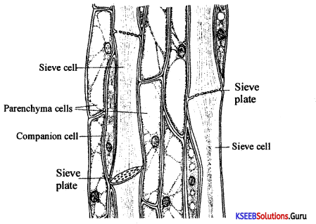 1st PUC Biology Model Question Paper 5 with Answers 13