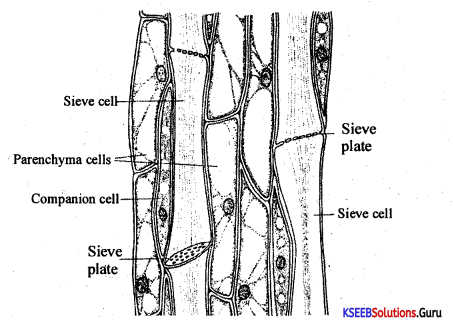 1st PUC Biology Model Question Paper 6 with Answers 10