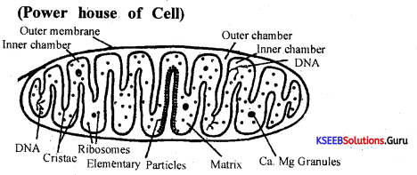 1st PUC Biology Model Question Paper 6 with Answers 14