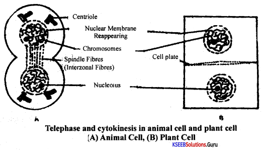 1st PUC Biology Model Question Paper 6 with Answers 9