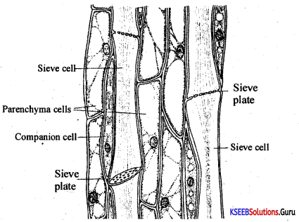 1st PUC Biology Previous Year Question Paper March 2018 (South) 2